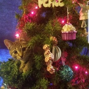 Meet your Posher, Audrey